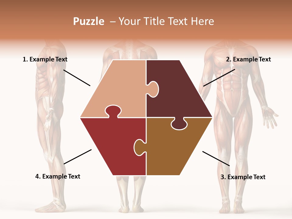 The Muscles Of A Man Are Shown In Three Different Views PowerPoint Template