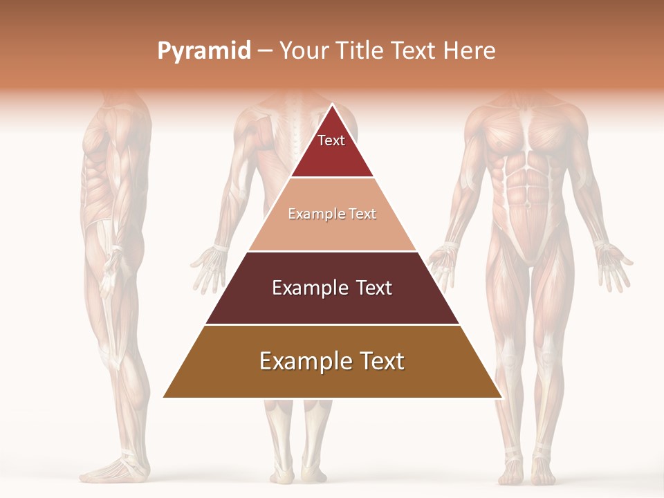 The Muscles Of A Man Are Shown In Three Different Views PowerPoint Template