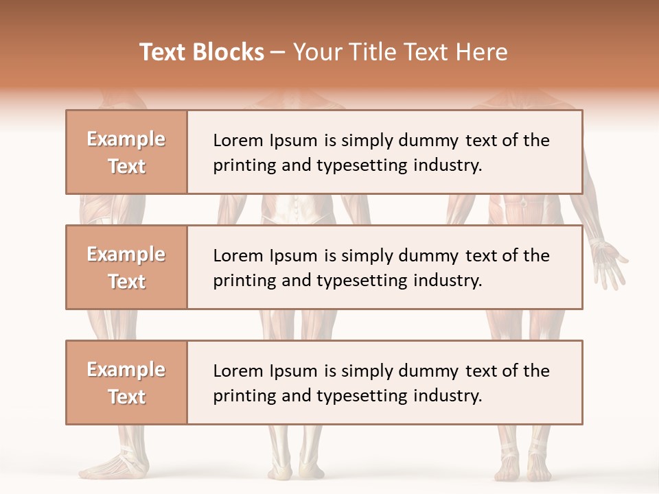 The Muscles Of A Man Are Shown In Three Different Views PowerPoint Template