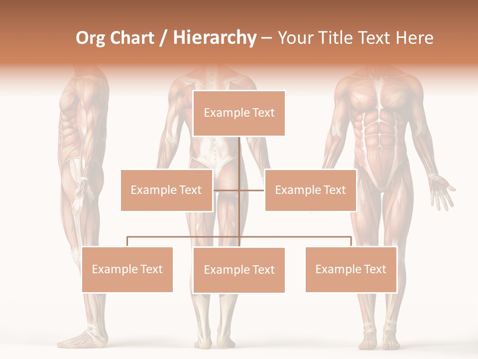 The Muscles Of A Man Are Shown In Three Different Views PowerPoint Template