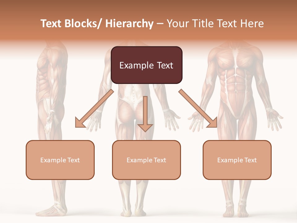 The Muscles Of A Man Are Shown In Three Different Views PowerPoint Template