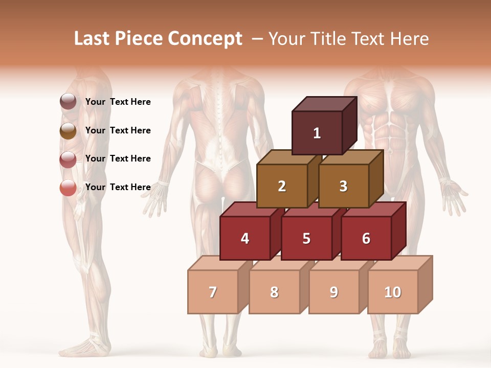 The Muscles Of A Man Are Shown In Three Different Views PowerPoint Template