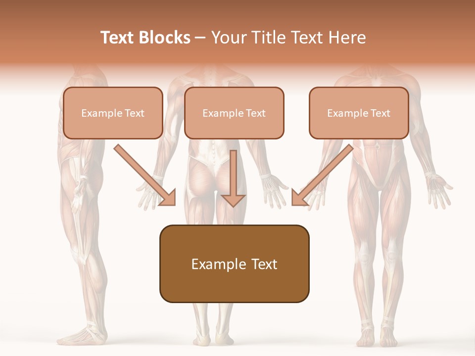 The Muscles Of A Man Are Shown In Three Different Views PowerPoint Template