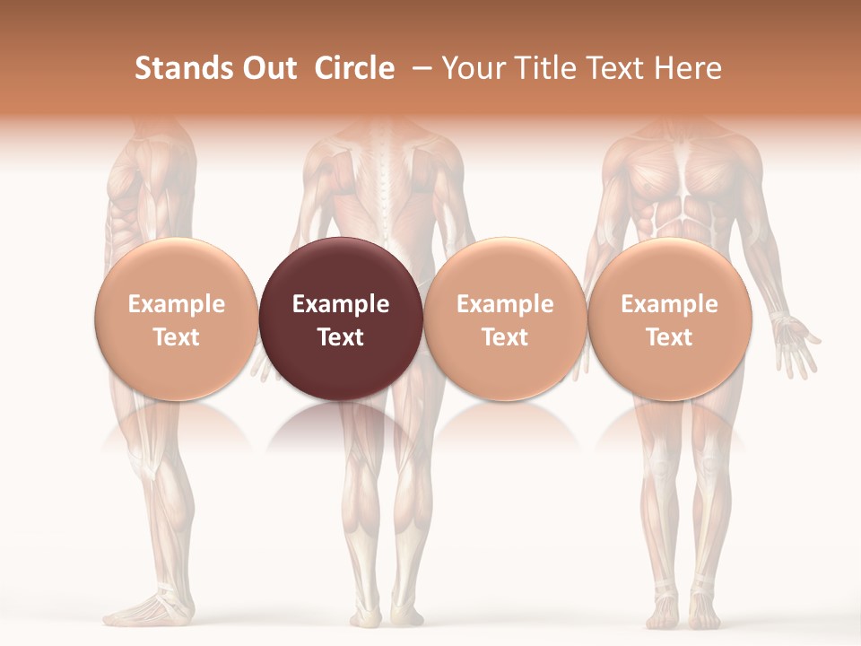 The Muscles Of A Man Are Shown In Three Different Views PowerPoint Template