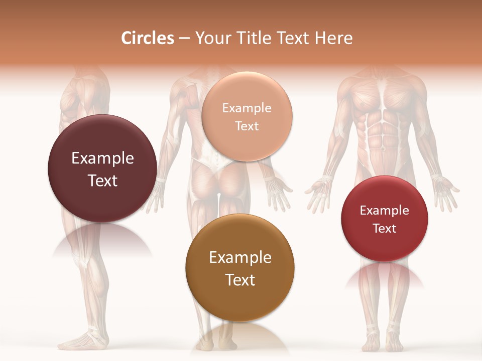 The Muscles Of A Man Are Shown In Three Different Views PowerPoint Template