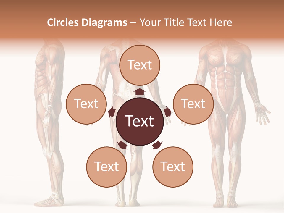 The Muscles Of A Man Are Shown In Three Different Views PowerPoint Template