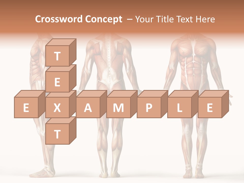 The Muscles Of A Man Are Shown In Three Different Views PowerPoint Template