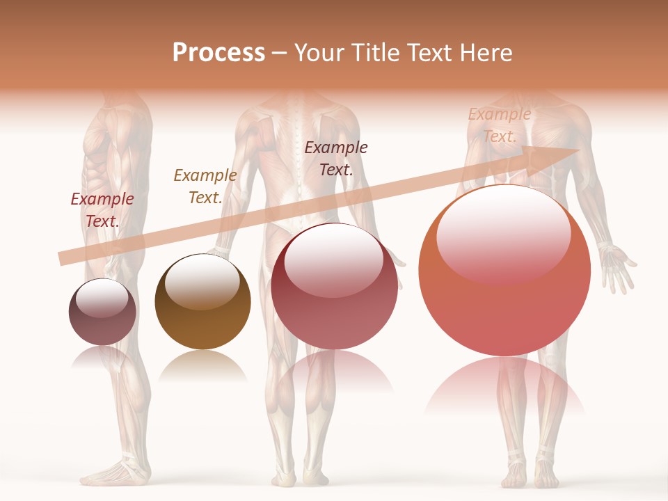 The Muscles Of A Man Are Shown In Three Different Views PowerPoint Template