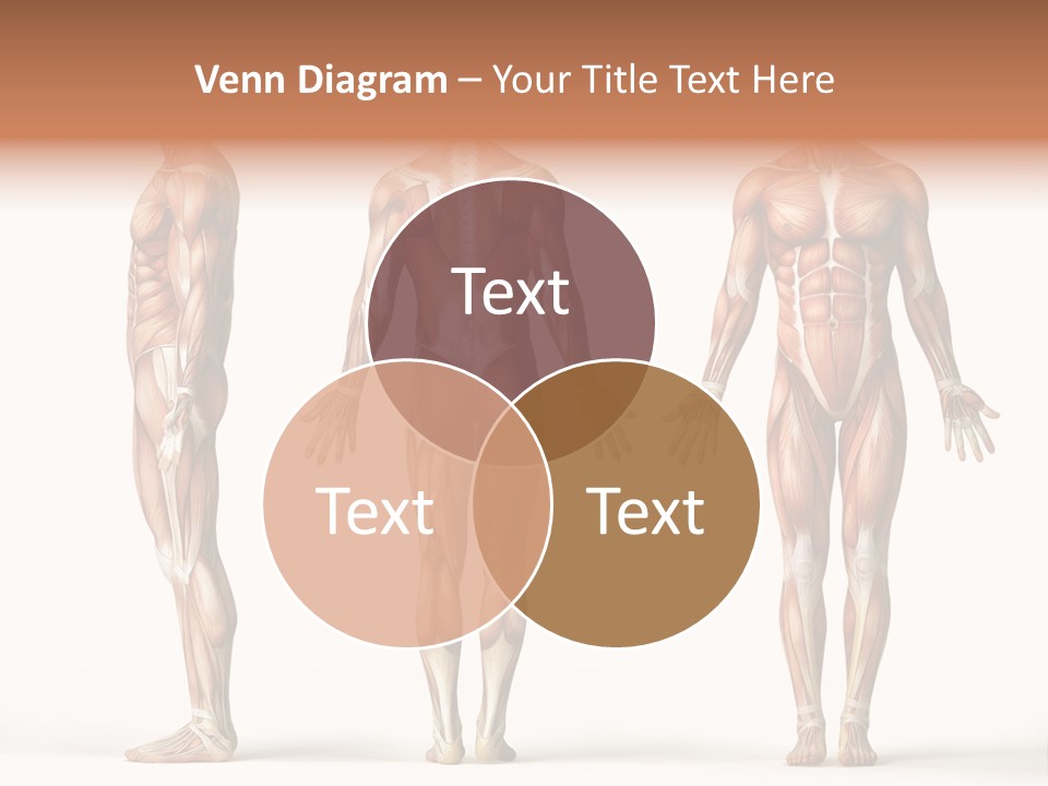 The Muscles Of A Man Are Shown In Three Different Views PowerPoint Template