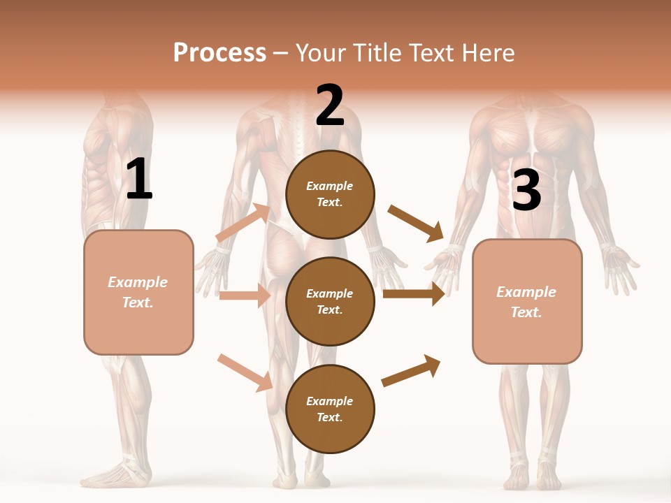 The Muscles Of A Man Are Shown In Three Different Views PowerPoint Template