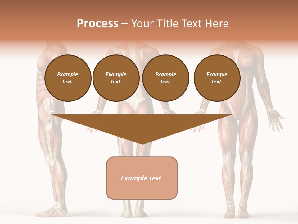 The Muscles Of A Man Are Shown In Three Different Views PowerPoint Template