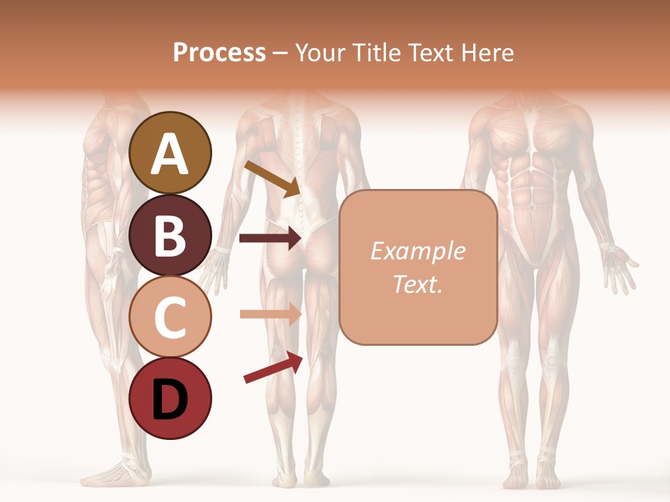 The Muscles Of A Man Are Shown In Three Different Views PowerPoint Template