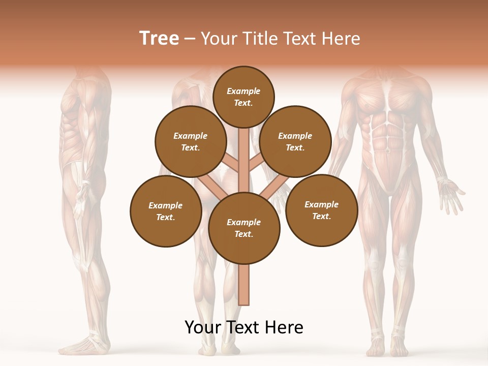 The Muscles Of A Man Are Shown In Three Different Views PowerPoint Template
