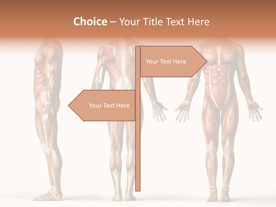 The Muscles Of A Man Are Shown In Three Different Views PowerPoint Template