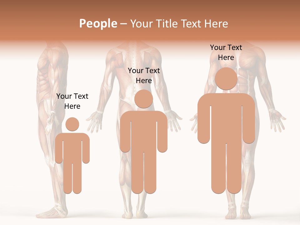 The Muscles Of A Man Are Shown In Three Different Views PowerPoint Template