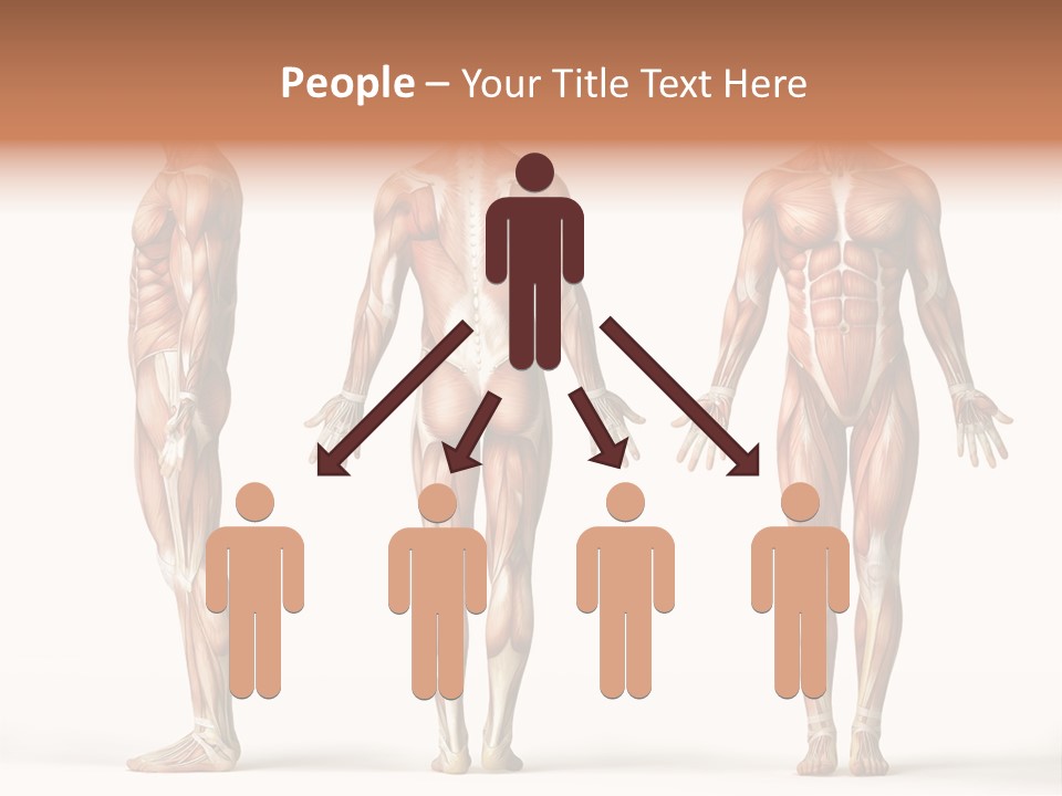 The Muscles Of A Man Are Shown In Three Different Views PowerPoint Template