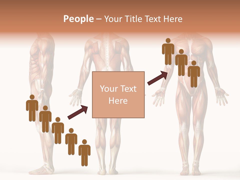 The Muscles Of A Man Are Shown In Three Different Views PowerPoint Template