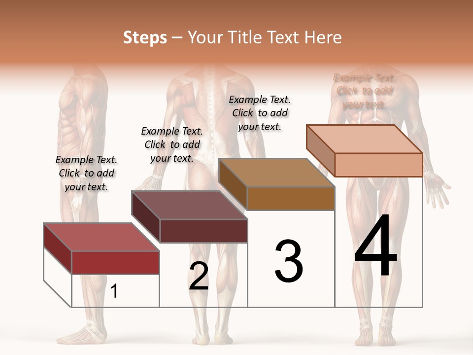 The Muscles Of A Man Are Shown In Three Different Views PowerPoint Template