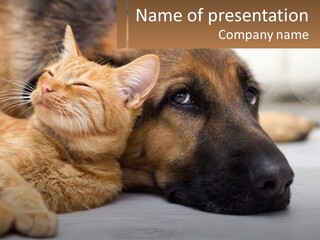A Dog And A Cat Laying Next To Each Other PowerPoint Template