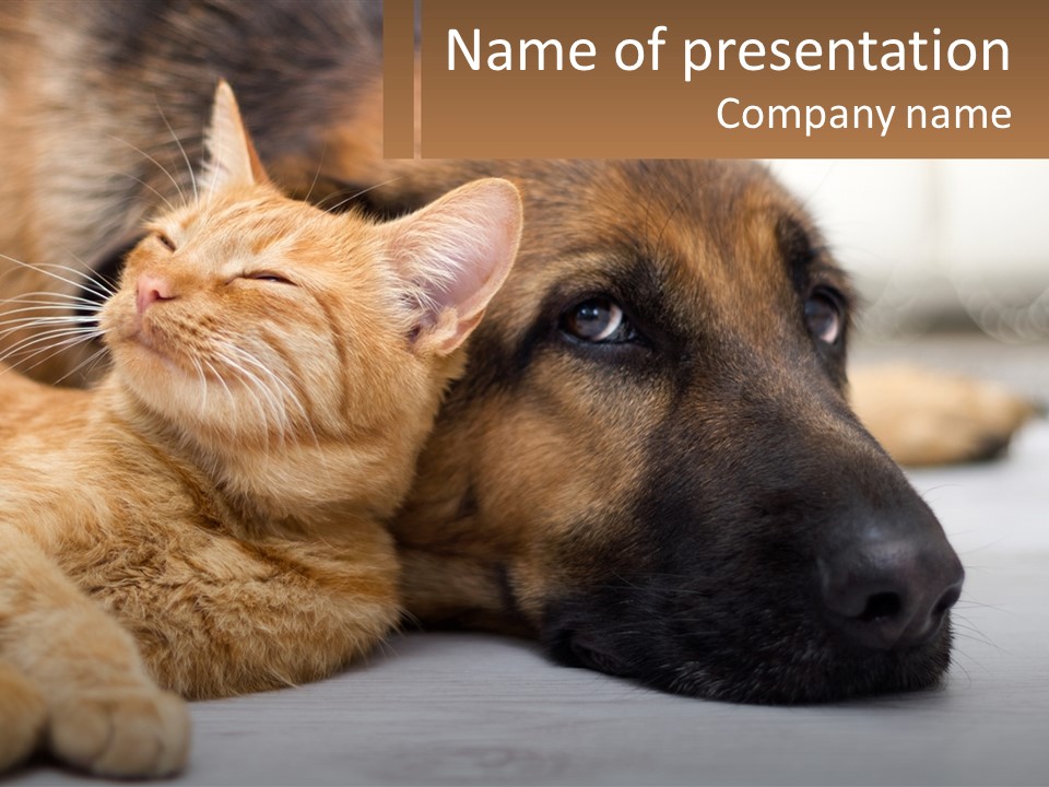 A Dog And A Cat Laying Next To Each Other PowerPoint Template