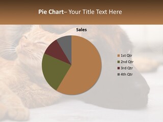 A Dog And A Cat Laying Next To Each Other PowerPoint Template
