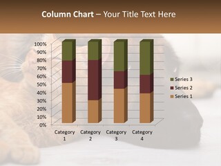 A Dog And A Cat Laying Next To Each Other PowerPoint Template