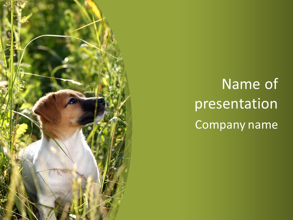 A Dog Is Sitting In The Tall Grass PowerPoint Template