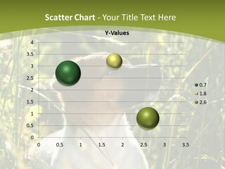 A Dog Is Sitting In The Tall Grass PowerPoint Template