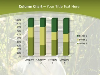 A Dog Is Sitting In The Tall Grass PowerPoint Template