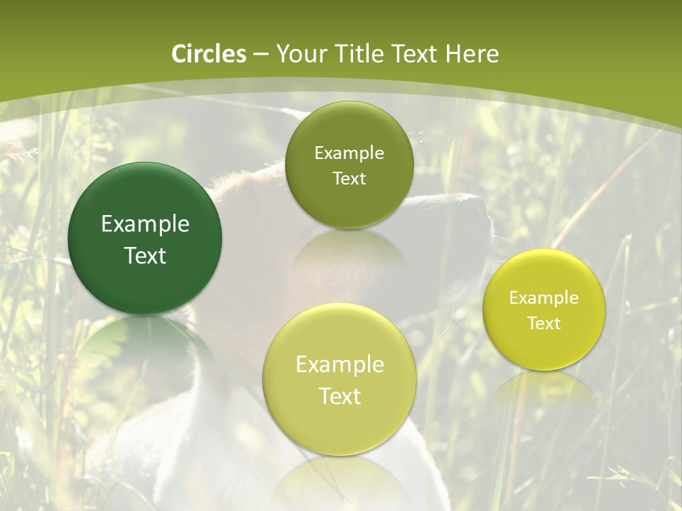 A Dog Is Sitting In The Tall Grass PowerPoint Template