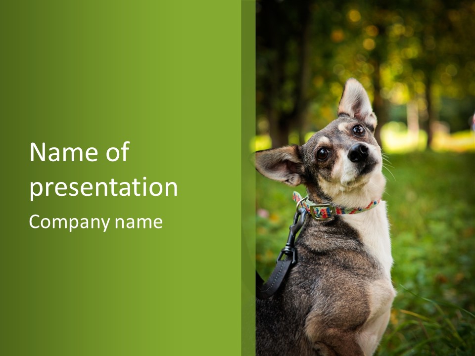 A Dog Sitting In The Grass Powerpoint Template PowerPoint Template