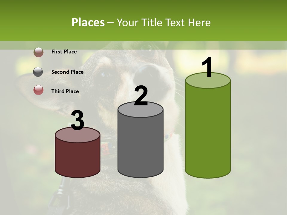 A Dog Sitting In The Grass Powerpoint Template PowerPoint Template