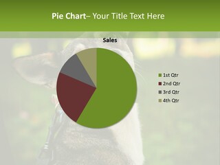 A Dog Sitting In The Grass Powerpoint Template PowerPoint Template