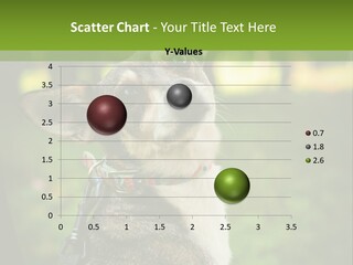 A Dog Sitting In The Grass Powerpoint Template PowerPoint Template