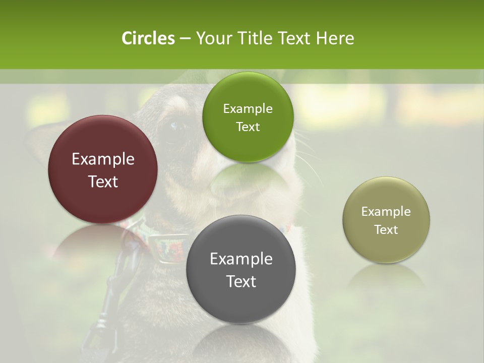 A Dog Sitting In The Grass Powerpoint Template PowerPoint Template