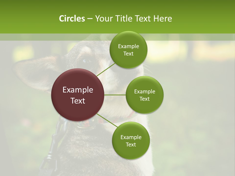 A Dog Sitting In The Grass Powerpoint Template PowerPoint Template