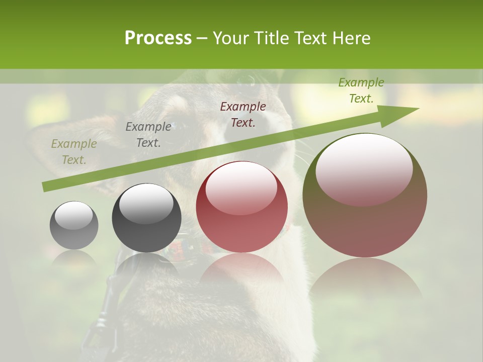 A Dog Sitting In The Grass Powerpoint Template PowerPoint Template