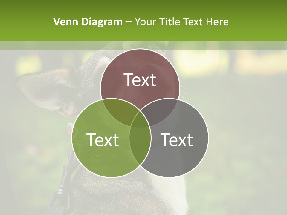 A Dog Sitting In The Grass Powerpoint Template PowerPoint Template