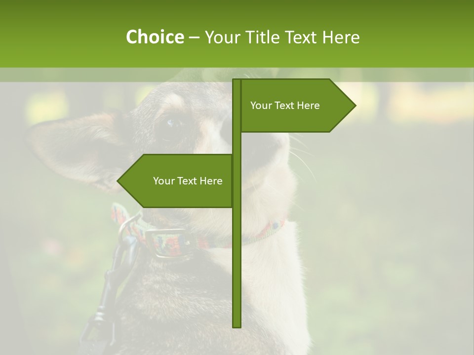 A Dog Sitting In The Grass Powerpoint Template PowerPoint Template