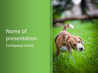 A Dog Is Running Through The Grass With A Frisbee In Its Mouth PowerPoint Template