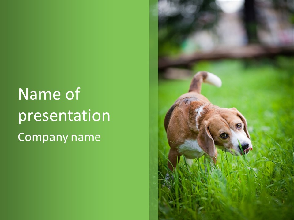 A Dog Is Running Through The Grass With A Frisbee In Its Mouth PowerPoint Template