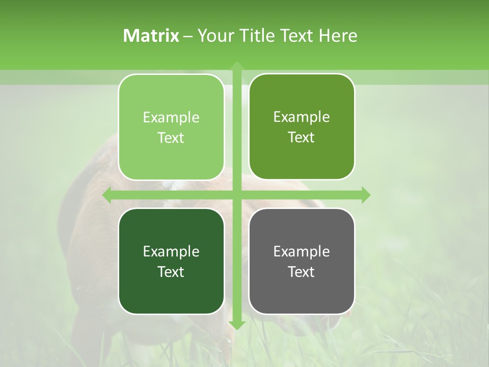 A Dog Is Running Through The Grass With A Frisbee In Its Mouth PowerPoint Template