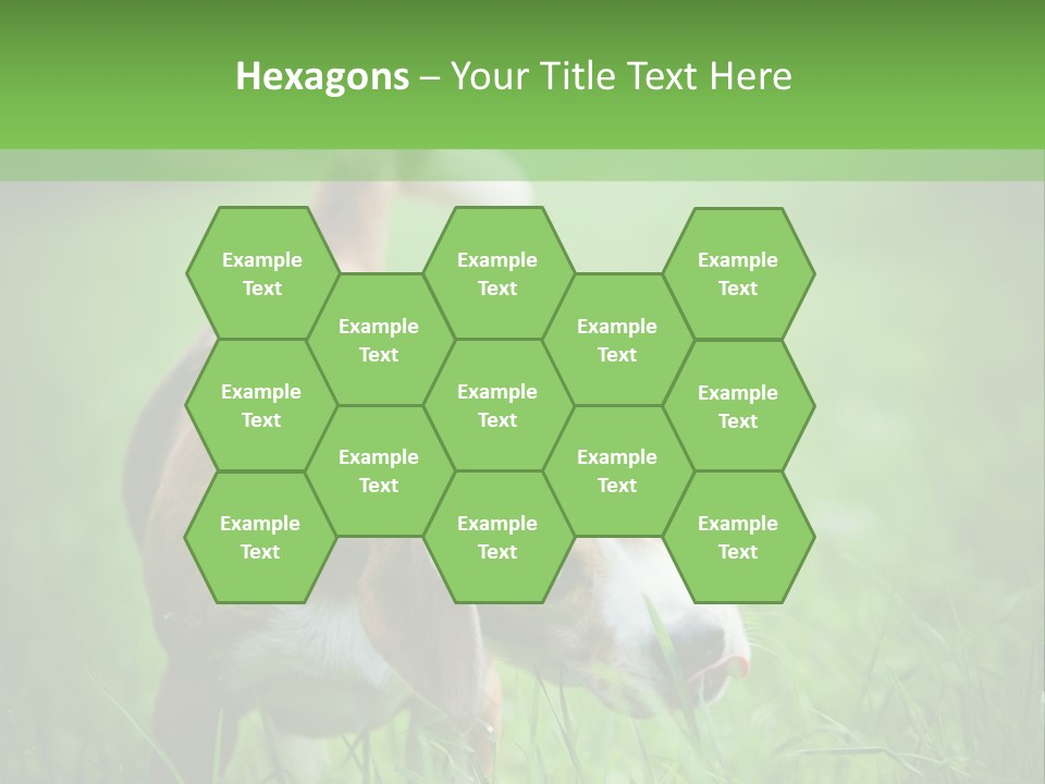 A Dog Is Running Through The Grass With A Frisbee In Its Mouth PowerPoint Template