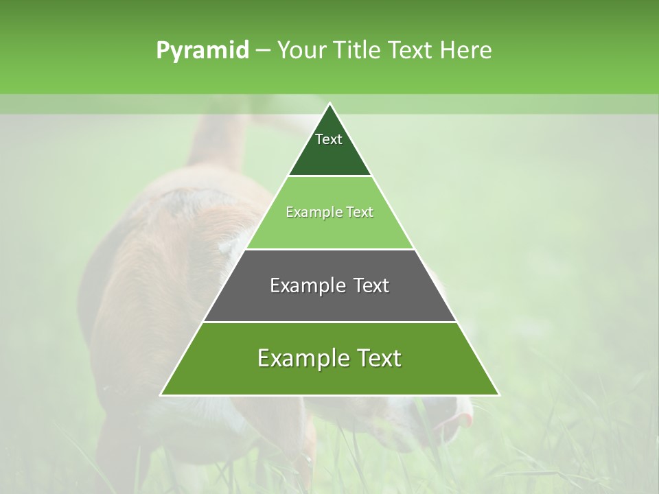 A Dog Is Running Through The Grass With A Frisbee In Its Mouth PowerPoint Template