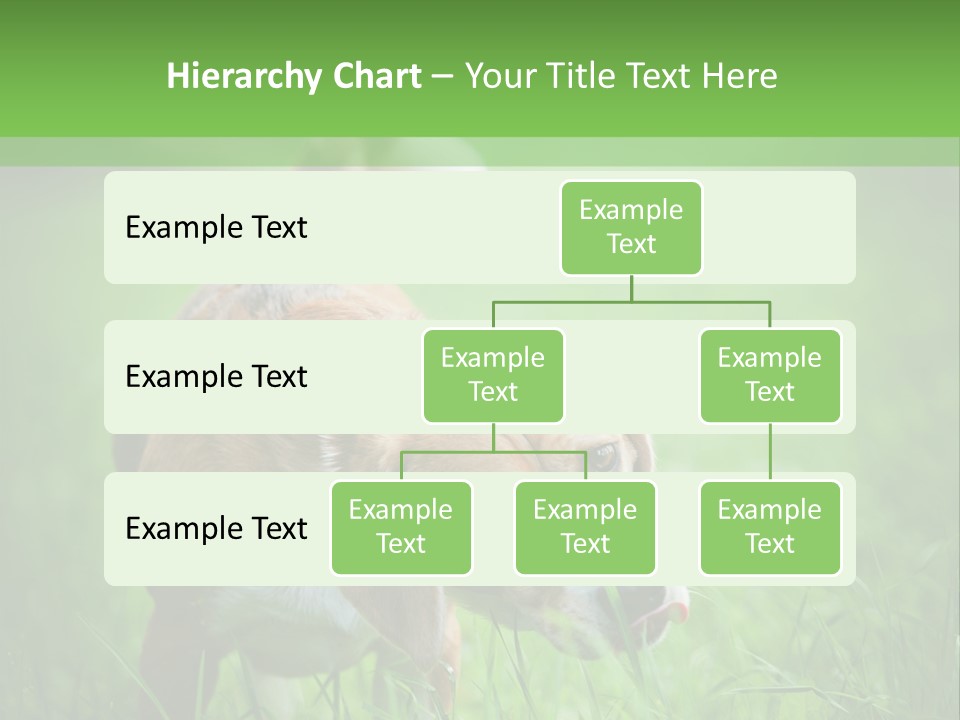 A Dog Is Running Through The Grass With A Frisbee In Its Mouth PowerPoint Template