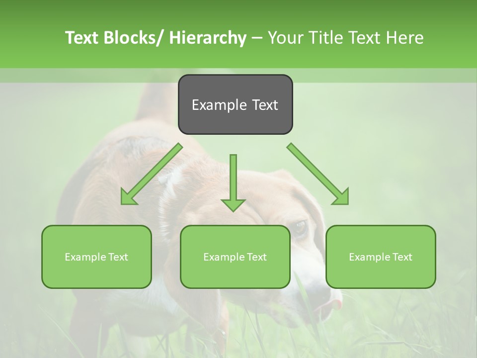 A Dog Is Running Through The Grass With A Frisbee In Its Mouth PowerPoint Template