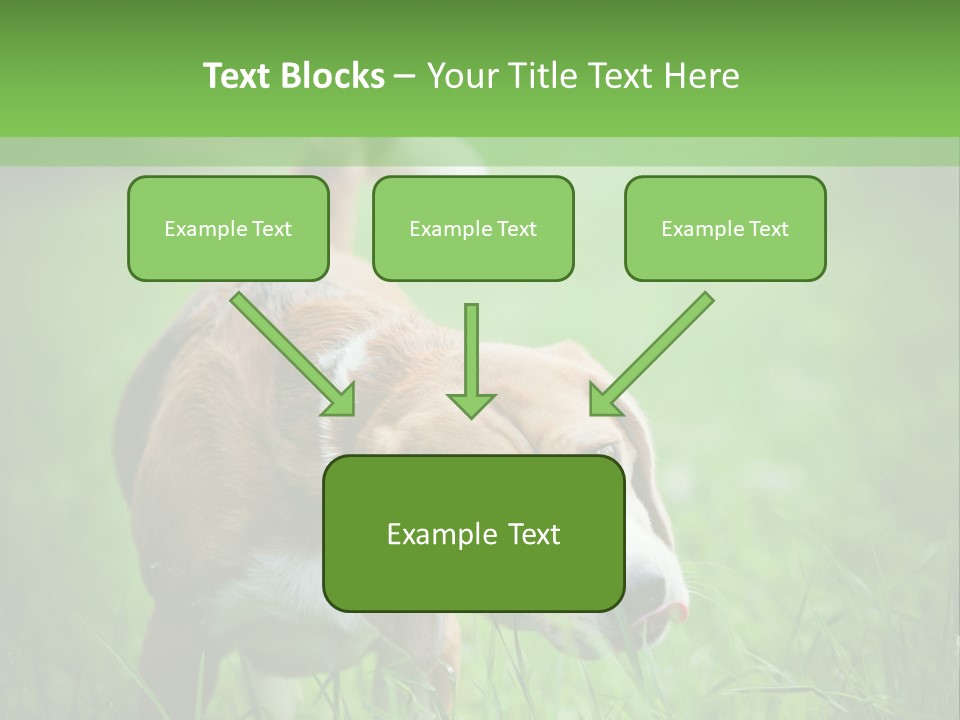 A Dog Is Running Through The Grass With A Frisbee In Its Mouth PowerPoint Template
