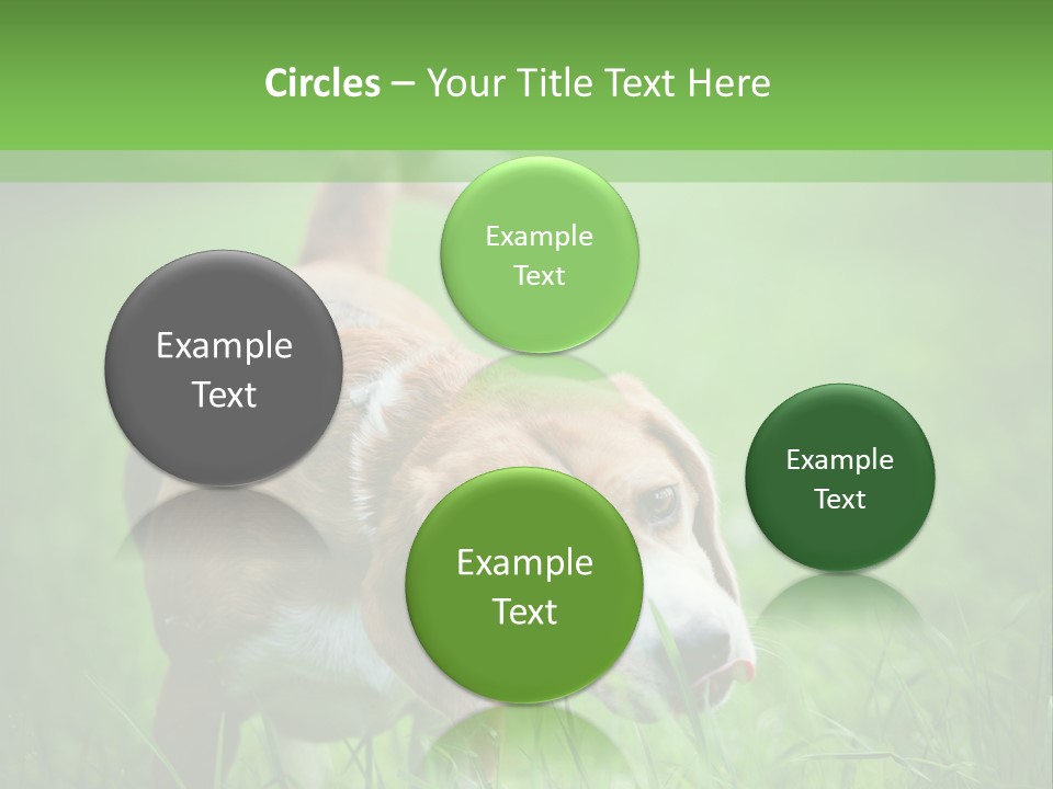 A Dog Is Running Through The Grass With A Frisbee In Its Mouth PowerPoint Template