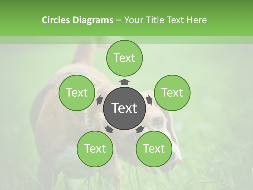 A Dog Is Running Through The Grass With A Frisbee In Its Mouth PowerPoint Template