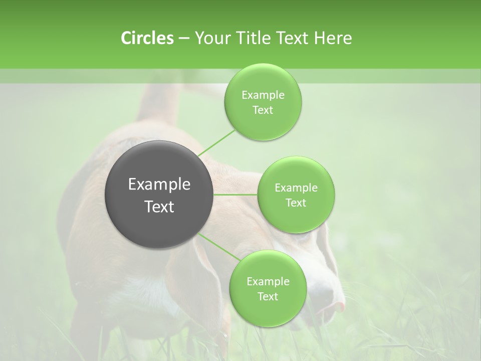 A Dog Is Running Through The Grass With A Frisbee In Its Mouth PowerPoint Template